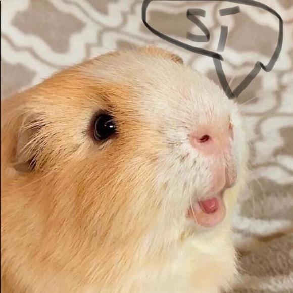 Meet your Posher, Stephanie - Picture 1 of 1